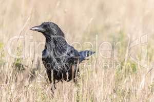 American Crow (Corvus brachyrhynchos) in the field.