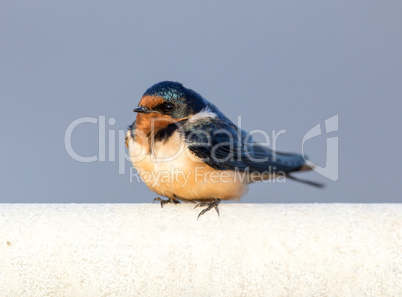Barn Swallow - Hirundo rustica, Adult Female.