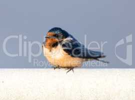 Barn Swallow - Hirundo rustica, Adult Female.