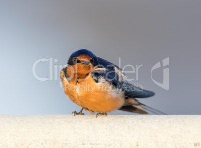 Barn Swallow - Hirundo rustica, Adult Male.