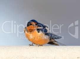 Barn Swallow - Hirundo rustica, Adult Male.