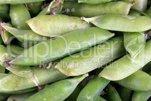 many green pea at day