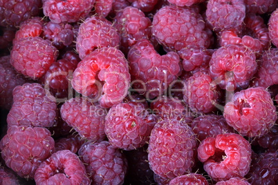 many raspberry at day