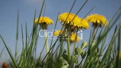Yellow dandelion flowers among green grass on lawn