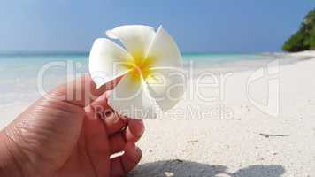 v01075 Maldives beautiful beach background white sandy tropical paradise island with blue sky sea water ocean 4k hand holding yellow flower