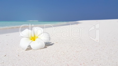 v01103 Maldives beautiful beach background white sandy tropical paradise island with blue sky sea water ocean 4k yellow flower v01103 Maldives beautiful beach background white sandy tropical paradise island with blue sky sea water ocean 4k yellow flower