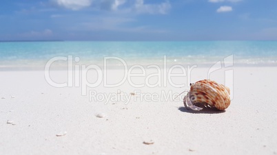 v01107 Maldives beautiful beach background white sandy tropical paradise island with blue sky sea water ocean 4k hermit crab