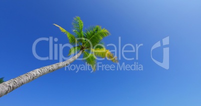 v01138 Maldives beautiful beach background white sandy tropical paradise island with blue sky sea water ocean 4k palm tree