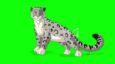 Snow Leopard Stands and Looks Around