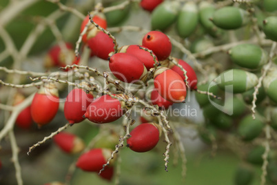 Frucht der Weihnachtspalme, Sao Tome und Principe, Afrika