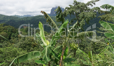 Regenwald, Sao Tome, Afrika