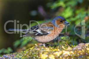 Male common chaffinch bird, fringilla coelebs
