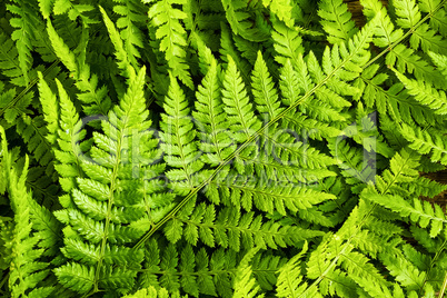 Green fern leaves background, top view