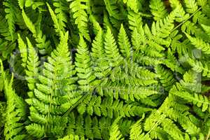 Green fern leaves background, top view