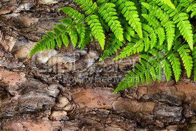 Green fern leaves background on bark tree, top view