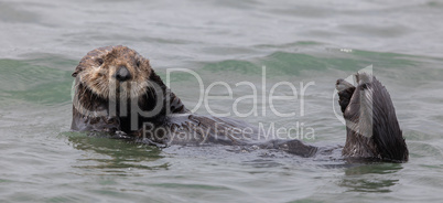 Curious Sea Otter (Enhydra lutris) floating  in Monterey Bay of the Pacific Ocean.