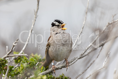 White-crowned Sparrow (Zonotrichia leucophrys) Adult  whistling.