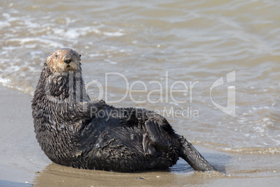 Alert Sea Otter in Moss Landing State Beach.