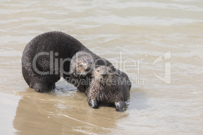 Playful Sea Otters