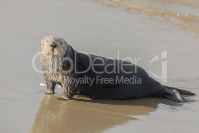 Sea Otter comes out of the water for a mid-day rest.