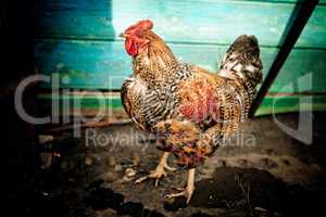 A Colorful Rooster in a village house.