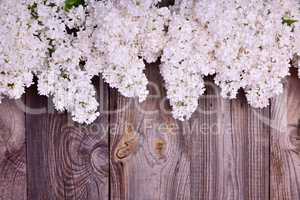 bouquet of blossoming white lilacs on a gray wooden surface