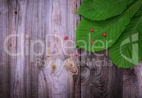 Gray wooden background with a green leaf of a chestnut