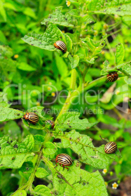 colorado bugs gobble up the leaves of potatoes