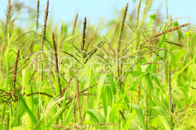 flowers of maize