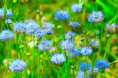 a lot of Centaurea in the meadow