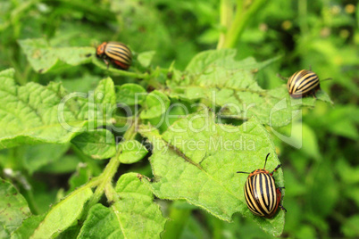 colorado bugs gobble up the leaves of potatoes