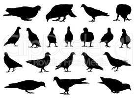 Illustration of different doves