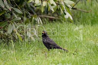 männchen der Amsel in Garten