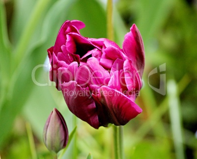 Tulpenblüte mit Knospe in Magenta