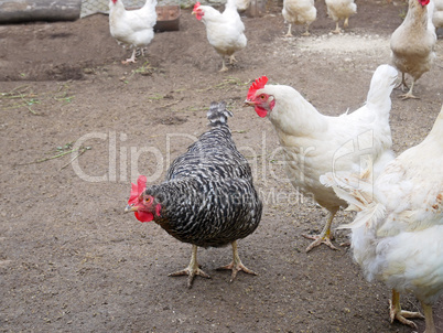 Speckled hen among white chicken