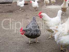 Speckled hen among white chicken