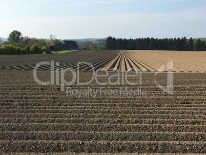 neu angelegtes Kartoffelfeld im Sauerland