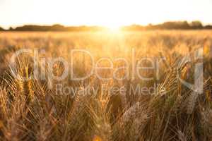 Barley Farm Field at Golden Sunset or Sunrise