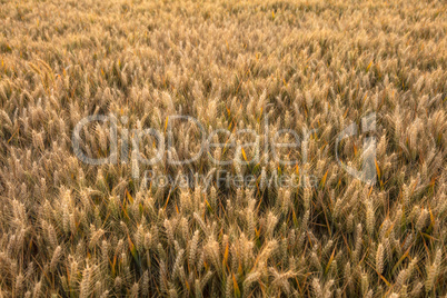 Barley Farm Field in Golden Light