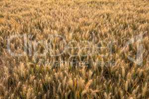 Barley Farm Field in Golden Light