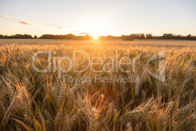 Barley Farm Field at Golden Sunset or Sunrise