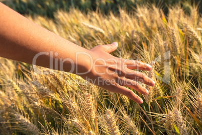 Young adult woman female girls hand touching a field of barley