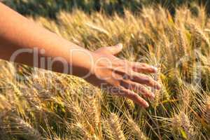 Young adult woman female girls hand touching a field of barley