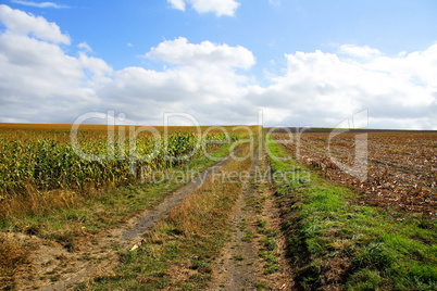 Feldweg zwischen Maisfeldern