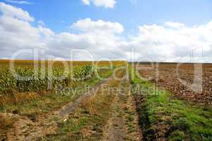 Feldweg zwischen Maisfeldern
