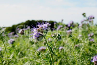 Büschelschön Phacelia