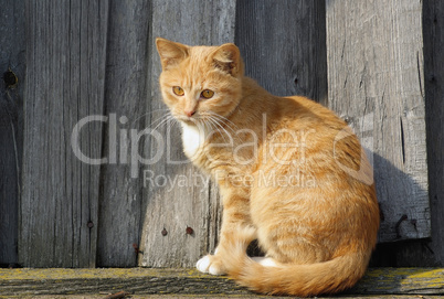 Cute ginger tabby cat