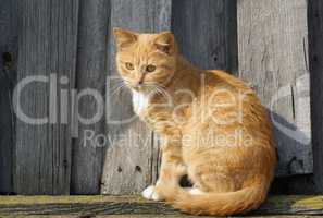 Cute ginger tabby cat