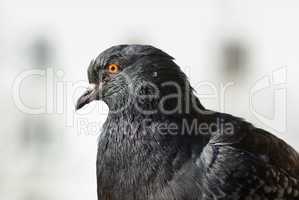 Close-up of pigeon