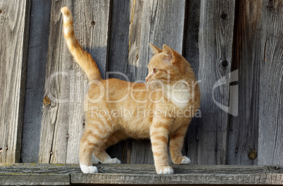 Small ginger tabby cat